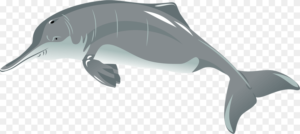 Baiji Clipart, Animal, Dolphin, Mammal, Sea Life Free Transparent Png