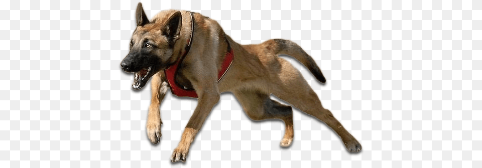Bakara Kennel, Animal, Canine, Dog, Mammal Free Png Download