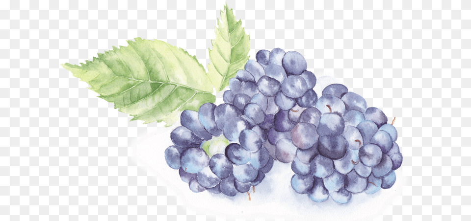 Bake Till The Fruit Is Hot And The Crumble Is Golden Transparent Watercolor Blackberries, Food, Grapes, Plant, Produce Png