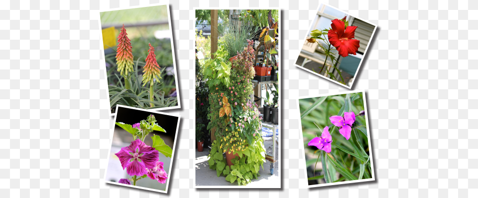 Baker Garden And Gift Plant Catalog Baker Garden Amp Gift, Art, Collage, Flower, Potted Plant Free Png Download