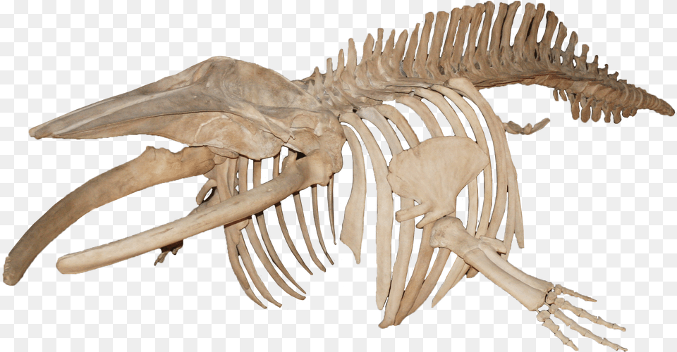 Balanoptera Acutorostrata Minke Whale Blue Whale Skeleton, Animal, Dinosaur, Reptile Free Transparent Png