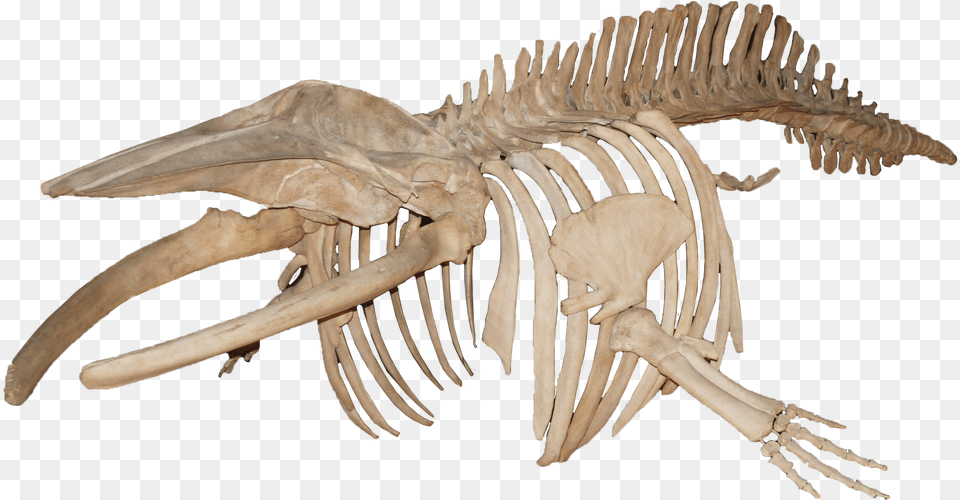 Balanoptera Acutorostrata Minke Whale Whale Skeleton, Animal, Dinosaur, Reptile Png Image