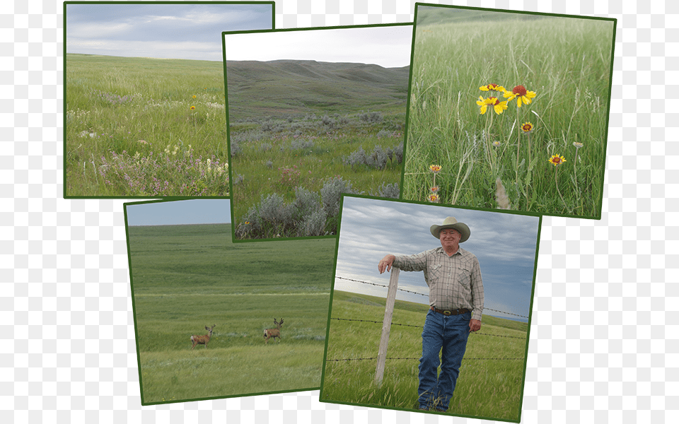 Balas Picture Frame, Meadow, Nature, Outdoors, Grassland Png Image