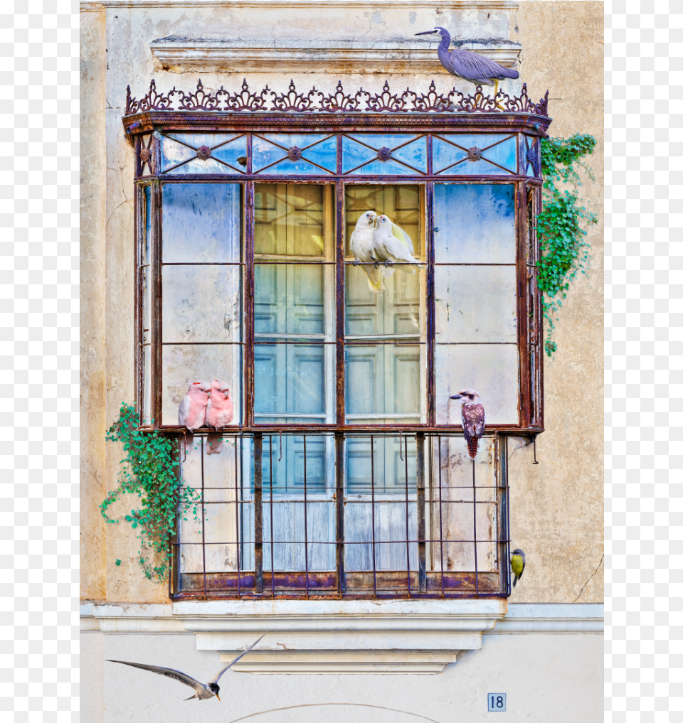 Balcon Web Sash Window, Architecture, Building, Animal, Bird Free Png