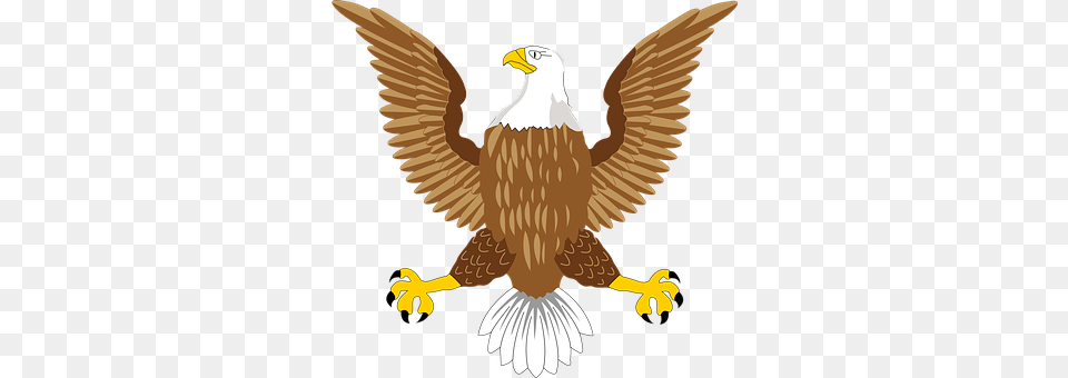 Bald Animal, Bird, Eagle, Beak Free Png