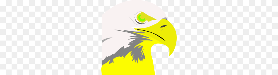 Bald Clipart, Animal, Beak, Bird, Eagle Png Image