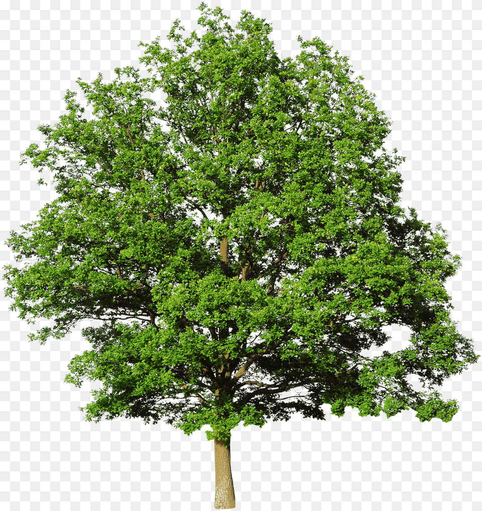 Bald Cypress Mediterranean Cypress Leyland Cypress Oak Tree White Background, Plant, Sycamore, Maple, Tree Trunk Free Png
