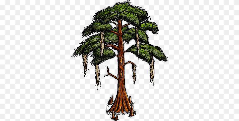 Bald Cypress Tree Cartoon Bald Cypress Tree, Conifer, Plant, Vegetation, Person Free Png Download