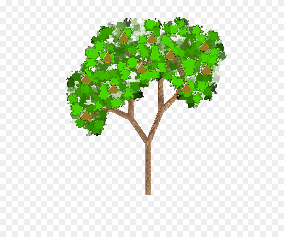 Bald Cypress Tree Clipart, Plant, Oak, Sycamore, Vegetation Free Png Download
