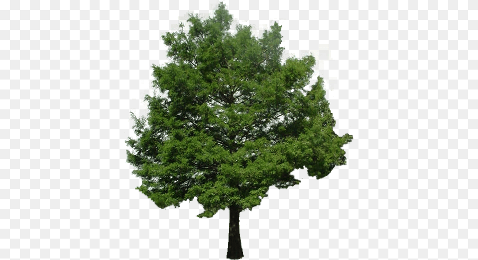 Bald Cypress Tree Transparent Tree No Background, Conifer, Plant, Oak, Sycamore Free Png Download