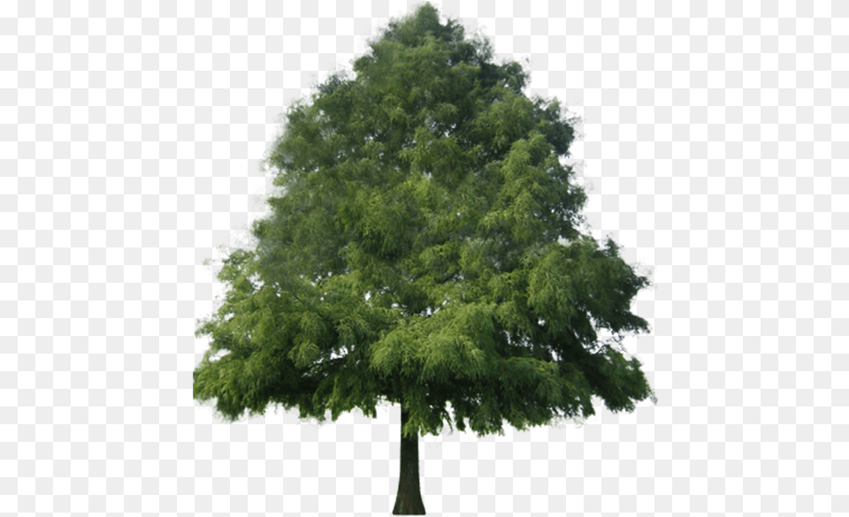 Bald Cypress1 Bald Cypress2 Bald Cypress3 Bald Cypress4 Pino, Oak, Plant, Sycamore, Tree Free Transparent Png