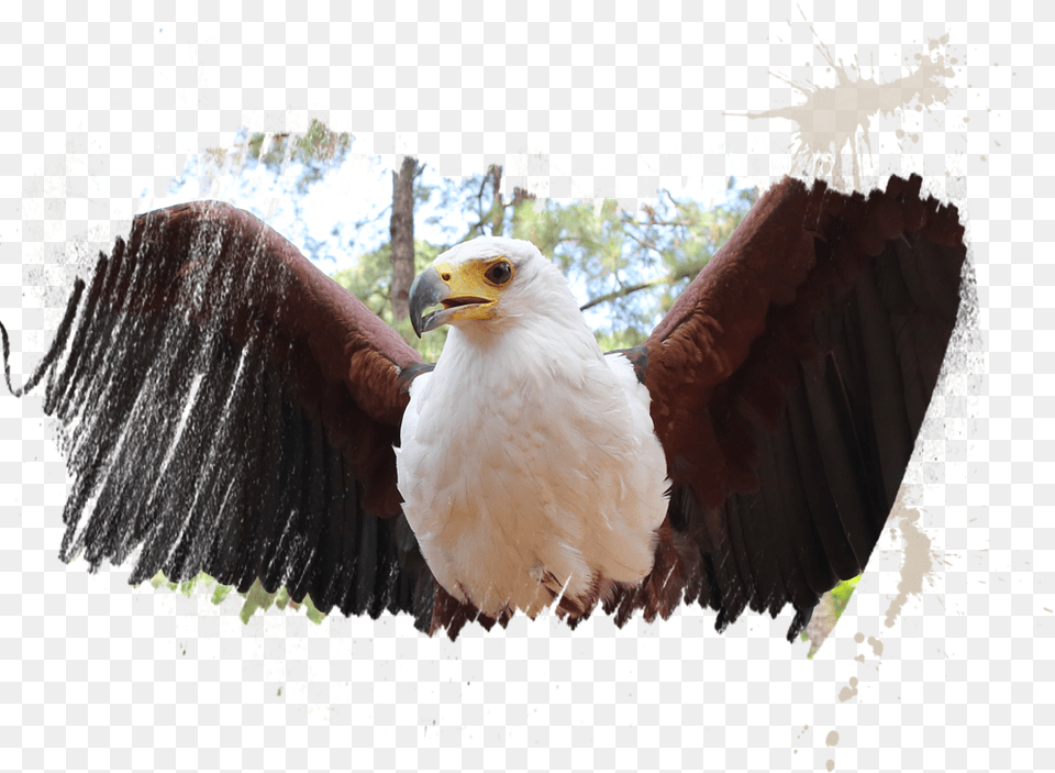 Bald Eagle, Animal, Beak, Bird, Vulture Free Png Download