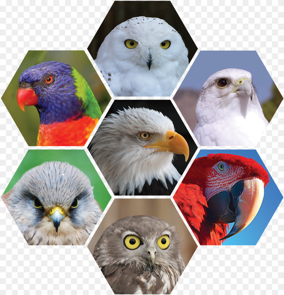 Bald Eagle, Animal, Art, Beak, Bird Png