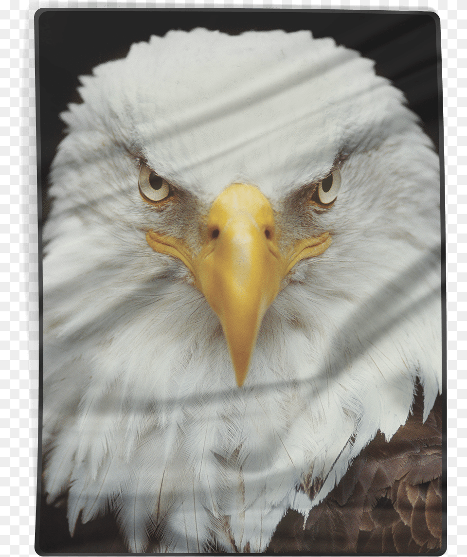 Bald Eagle, Animal, Beak, Bird, Bald Eagle Free Transparent Png