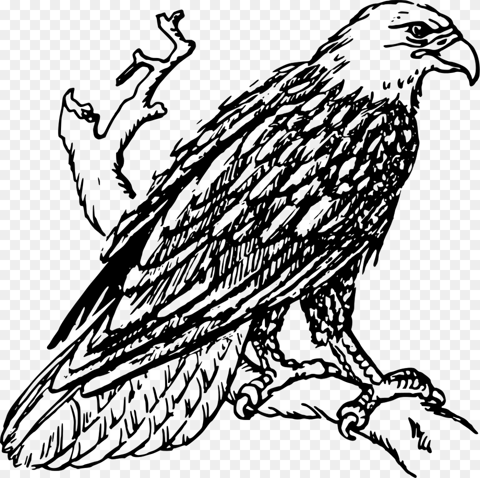 Bald Eagle, Gray Free Png Download