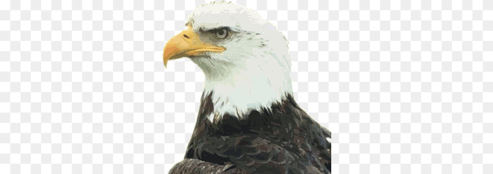 Bald Eagle Animal, Beak, Bird, Person Free Png Download