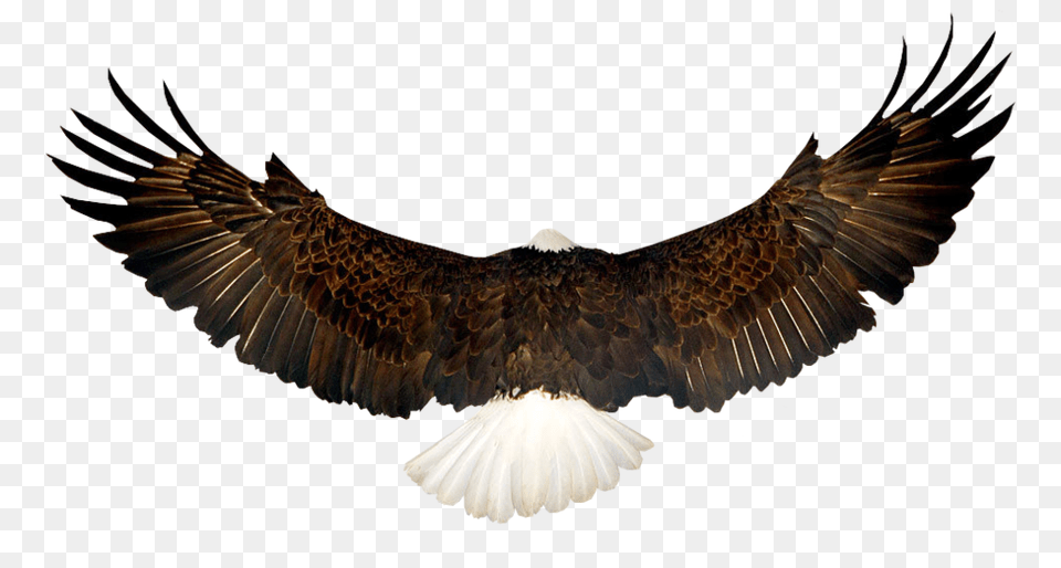 Bald Eagle, Animal, Bird, Bald Eagle, Flying Free Transparent Png
