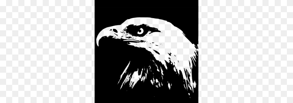 Bald Eagle Silhouette, Electronics, Hardware Free Png