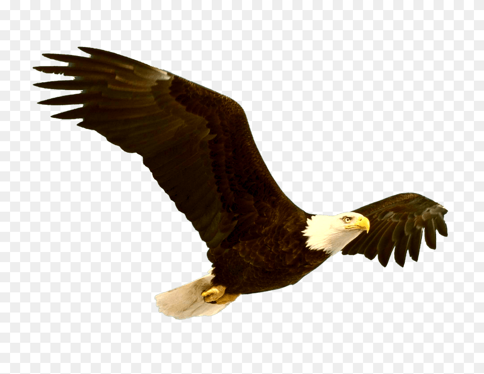 Bald Eagle, Animal, Bird, Flying, Bald Eagle Png