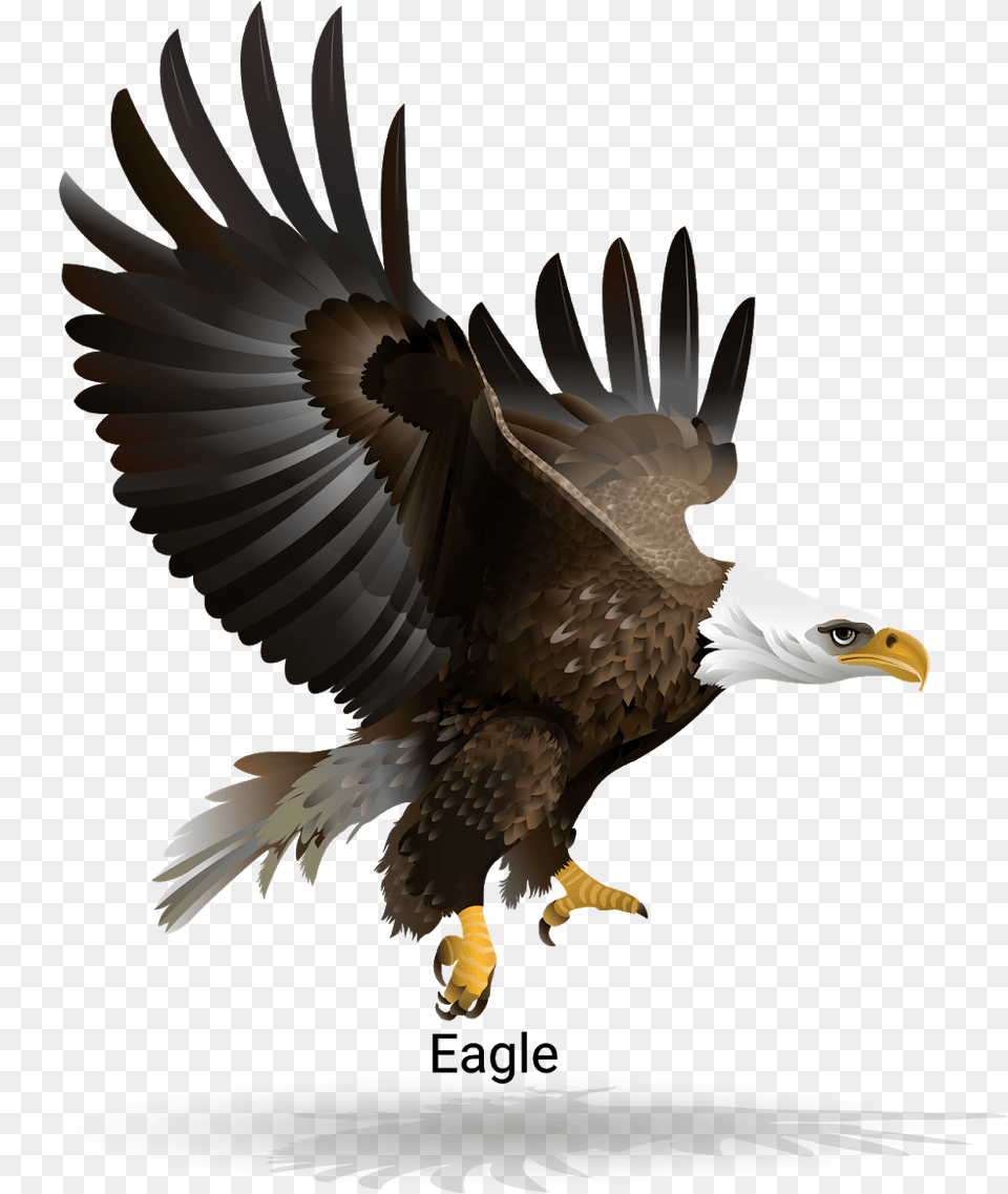 Bald Eagle, Animal, Bird, Beak, Bald Eagle Free Transparent Png