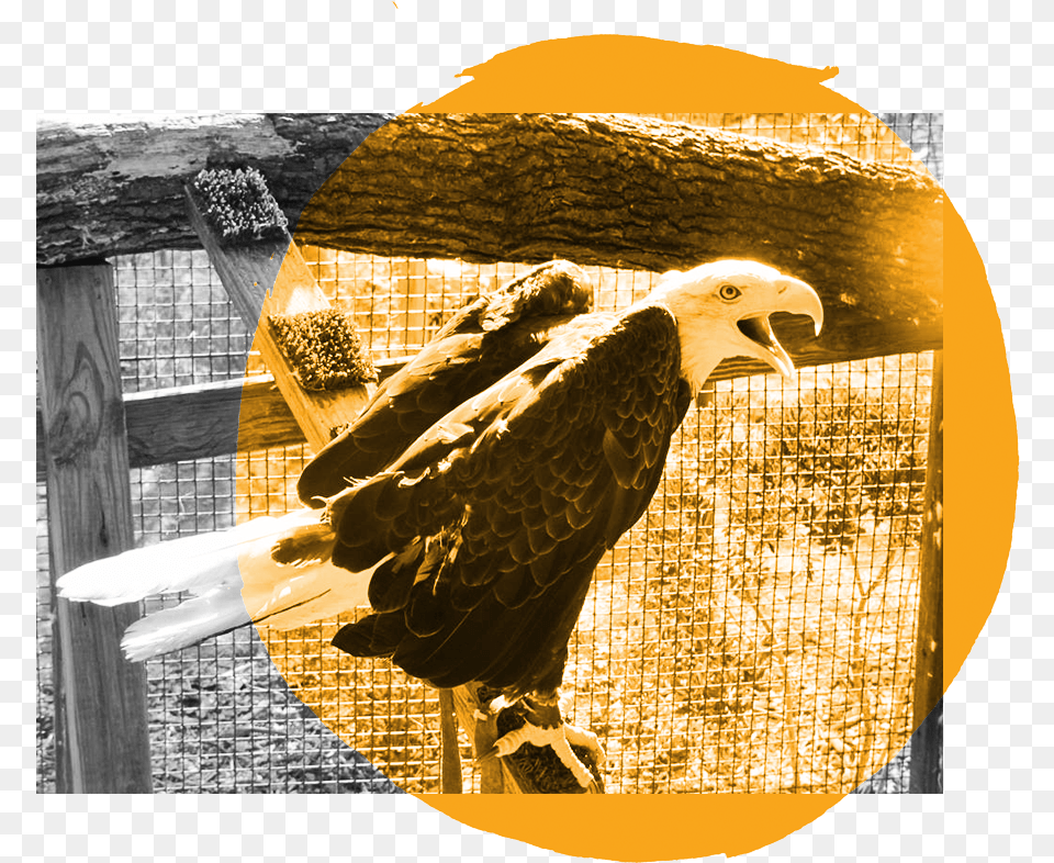 Bald Eagle, Animal, Bird, Bald Eagle, Beak Png