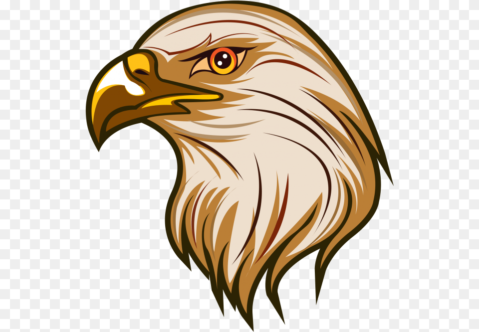 Bald Eagle, Animal, Beak, Bird, Adult Png