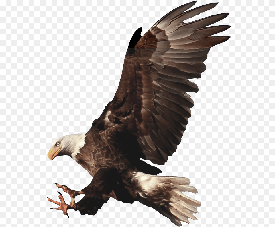 Bald Eagle, Animal, Bird, Bald Eagle, Vulture Png Image