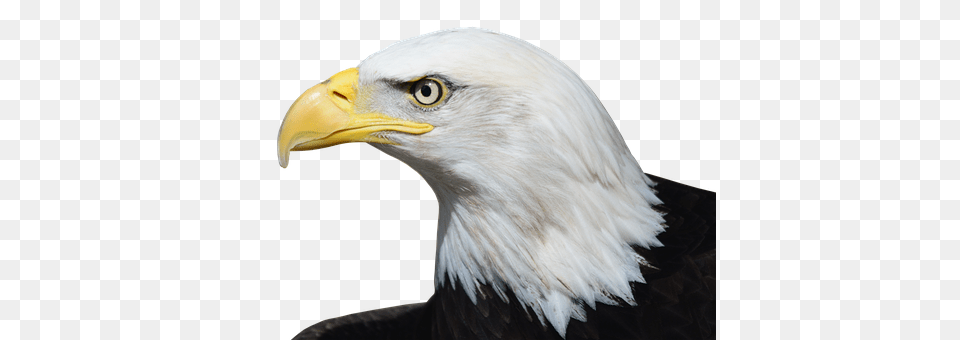 Bald Eagle Animal, Beak, Bird, Bald Eagle Png Image