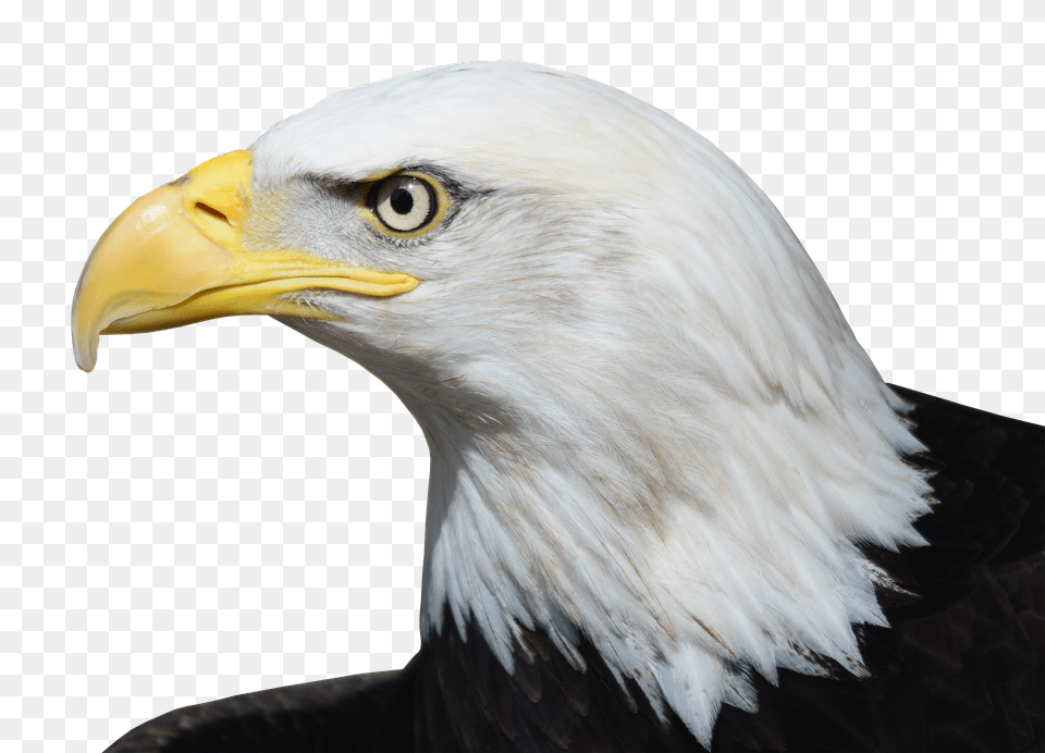 Bald Eagle Animal, Beak, Bird, Bald Eagle Free Transparent Png