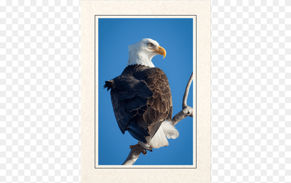 Bald Eagle, Animal, Bird, Beak, Bald Eagle Free Png