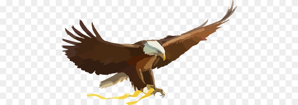 Bald Eagle Animal, Bird, Beak, Person Free Png