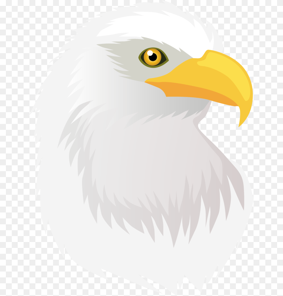 Bald Eagle, Animal, Beak, Bird, Bald Eagle Png Image