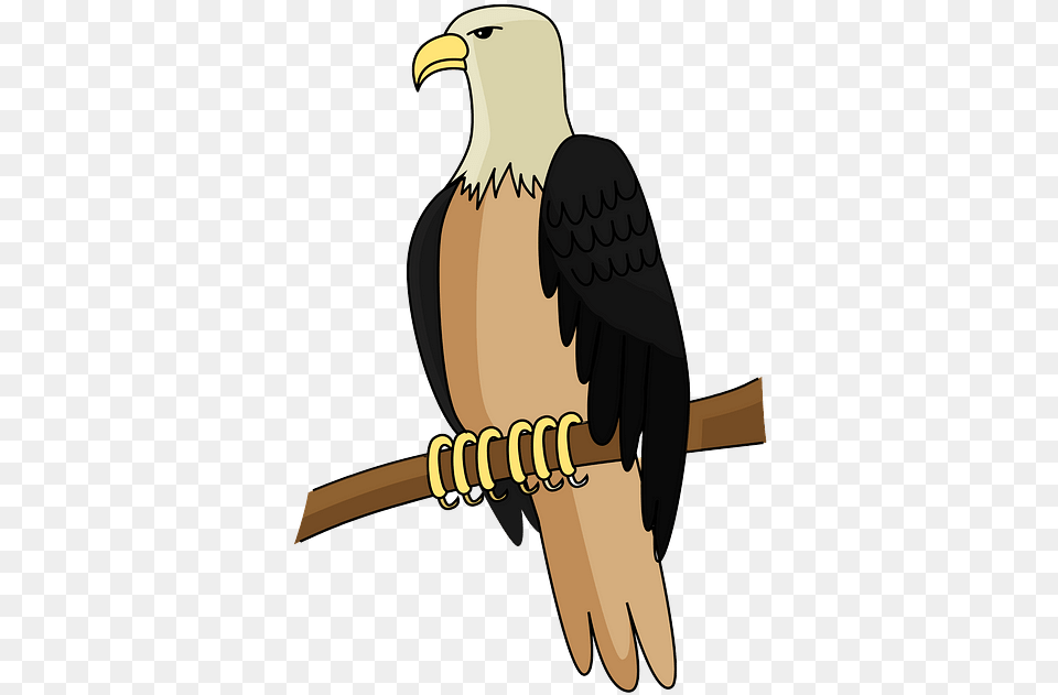 Bald Eagle, Animal, Bird, Beak, Bald Eagle Png Image