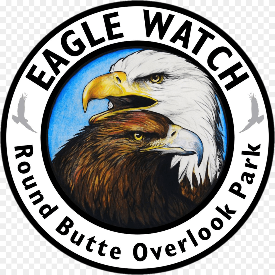 Bald Eagle, Logo, Animal, Bird, Beak Free Transparent Png