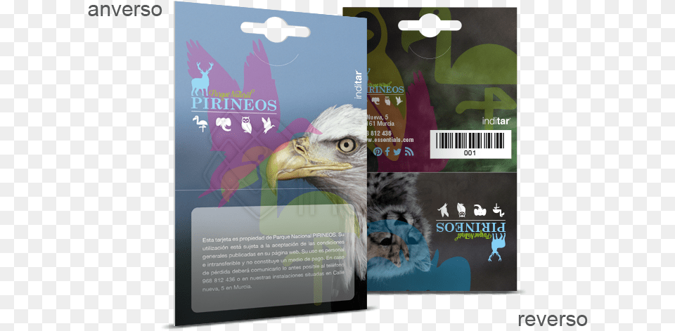 Bald Eagle, Advertisement, Poster, Animal, Bird Png