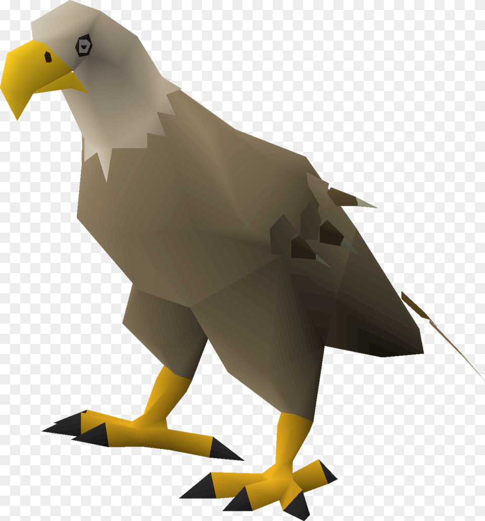 Bald Eagle, Animal, Beak, Bird, Person Png Image
