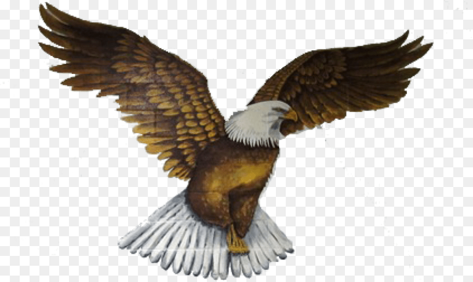 Bald Eagle, Animal, Bird, Flying, Kite Bird Free Transparent Png
