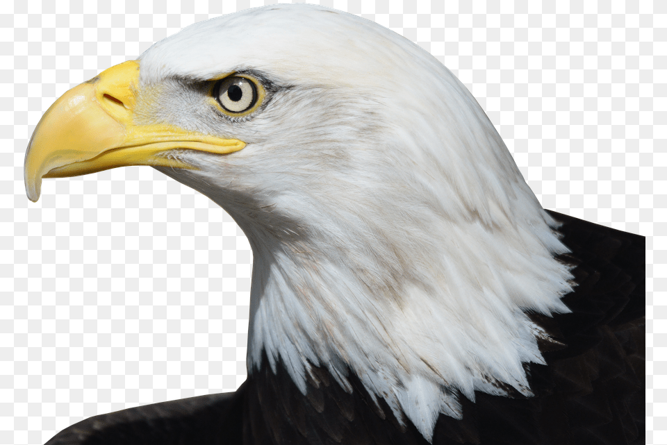 Bald Eagle Adler Raptor Bird Of Prey Bill Bird Relate To The Constitution, Animal, Beak, Bald Eagle Free Transparent Png