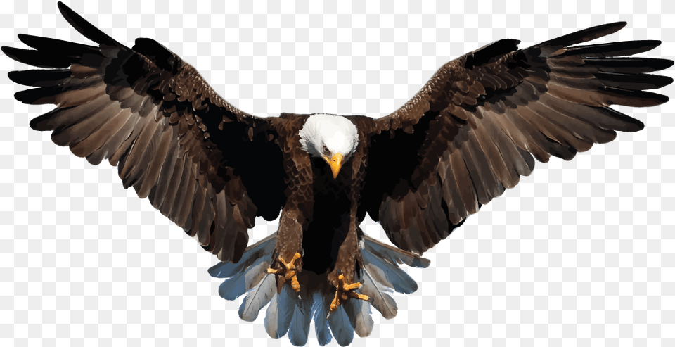 Bald Eagle Background Image Bald Eagle Transparent Background, Animal, Bird, Flying, Bald Eagle Free Png Download