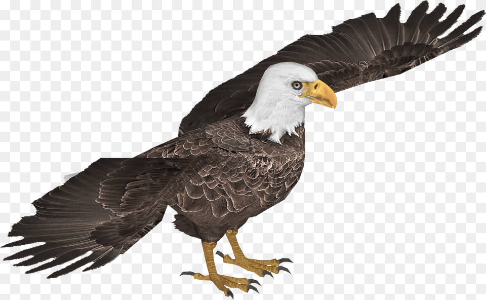 Bald Eagle Bald Eagle, Animal, Beak, Bird, Bald Eagle Png