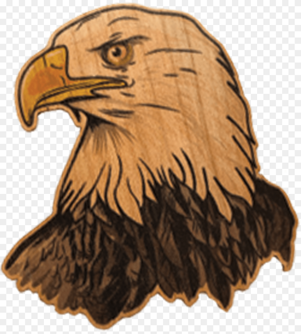 Bald Eagle Bald Eagle, Animal, Beak, Bird, Person Free Png