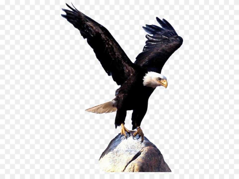 Bald Eagle Bird Clip Art Eagle Wings 561 Flying Eagle Pictures Animal, Beak, Bald Eagle Free Png Download