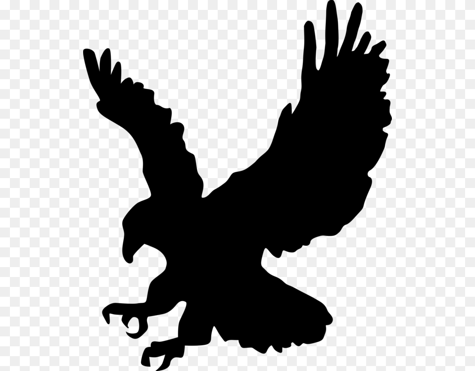 Bald Eagle Bird Drawing Gray Free Png Download