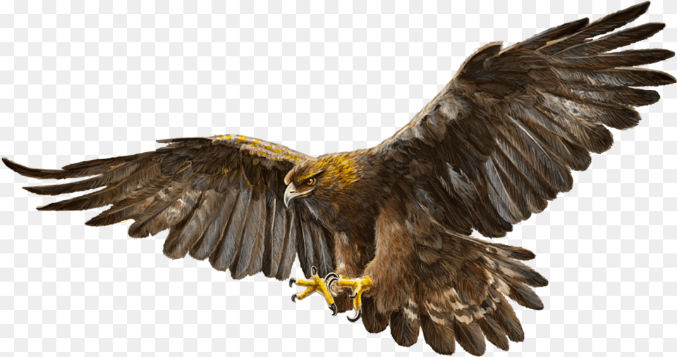 Bald Eagle Bird Golden Golden Eagle, Animal, Vulture, Flying, Hawk Free Png Download