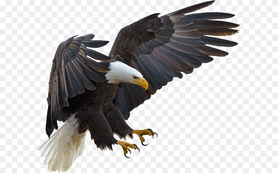 Bald Eagle Bird Hawk Buteoninae Eagle Flying With Claws, Animal, Bald Eagle, Beak Free Png Download