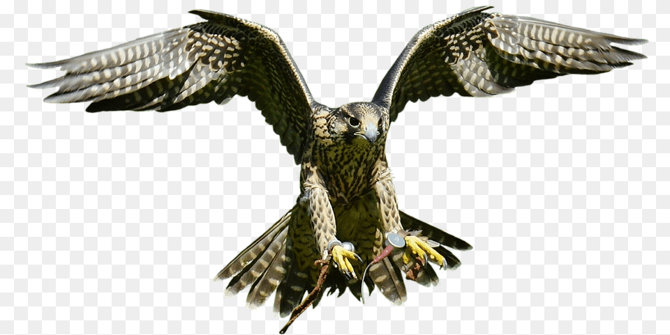 Bald Eagle Bird Hawk Eagle, Accipiter, Animal, Buzzard, Kite Bird Free Png Download