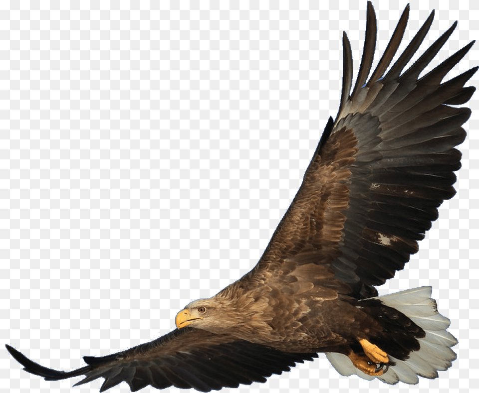 Bald Eagle Bird Hawk Hawk Transparent, Animal, Flying, Vulture Png Image