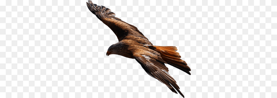 Bald Eagle Bird Of Prey Pelican, Animal, Kite Bird, Vulture, Buzzard Png