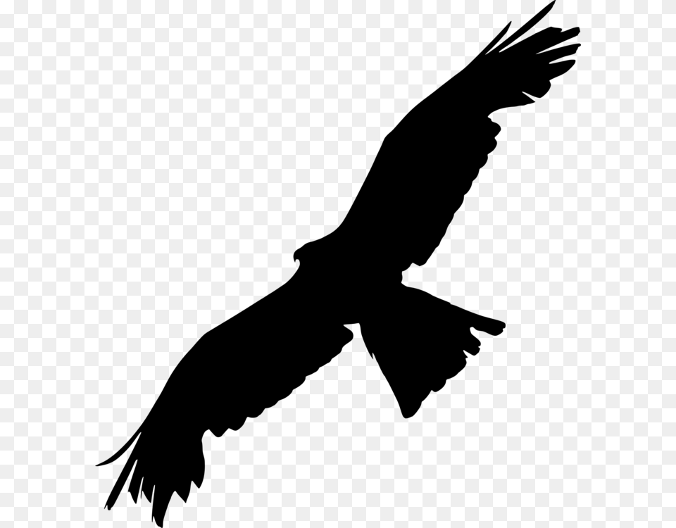 Bald Eagle Bird Of Prey Silhouette, Gray Free Png