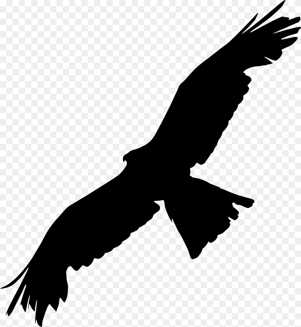 Bald Eagle Bird Of Prey Silhouette Silhouette Raven Spread Wings, Gray Png